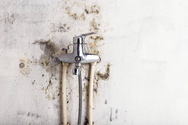 Best Mold Removal and Inspection  in Southwest Ranches, FL