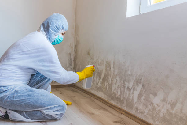 Mold Removal Process in Southwest Ranches, FL
