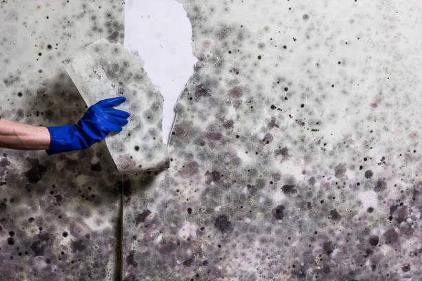 Professional Mold Removal in Southwest Ranches, FL